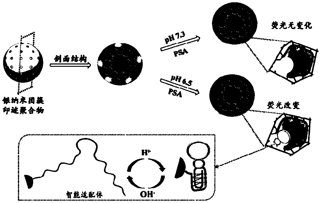 Targeted detection method of silver nanocluster imprinted polymer for tumor marker