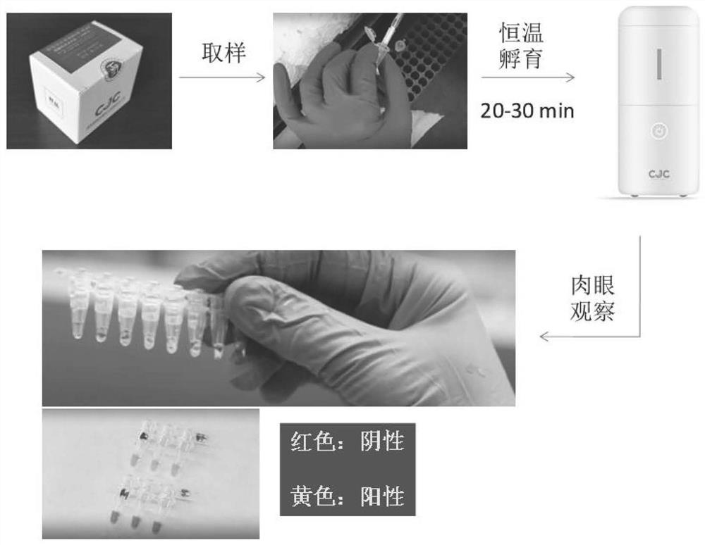 Primer group for one-step visual detection of novel coronavirus nucleic acid and kit thereof