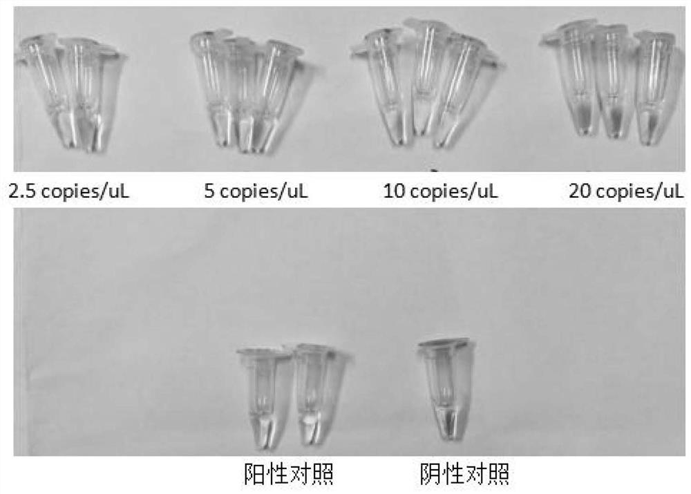 Primer group for one-step visual detection of novel coronavirus nucleic acid and kit thereof