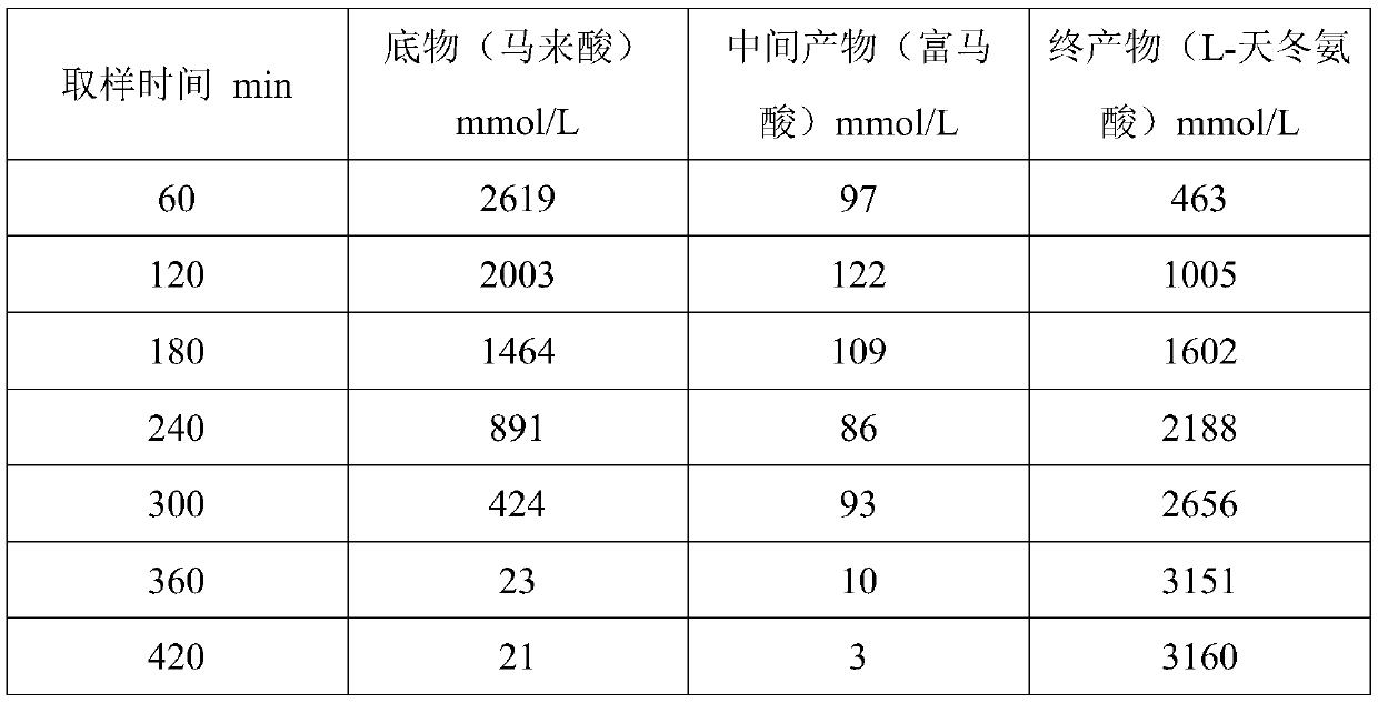 Strain for maleic acid whole-cell catalysis synthesis of L-aspartic acid and method