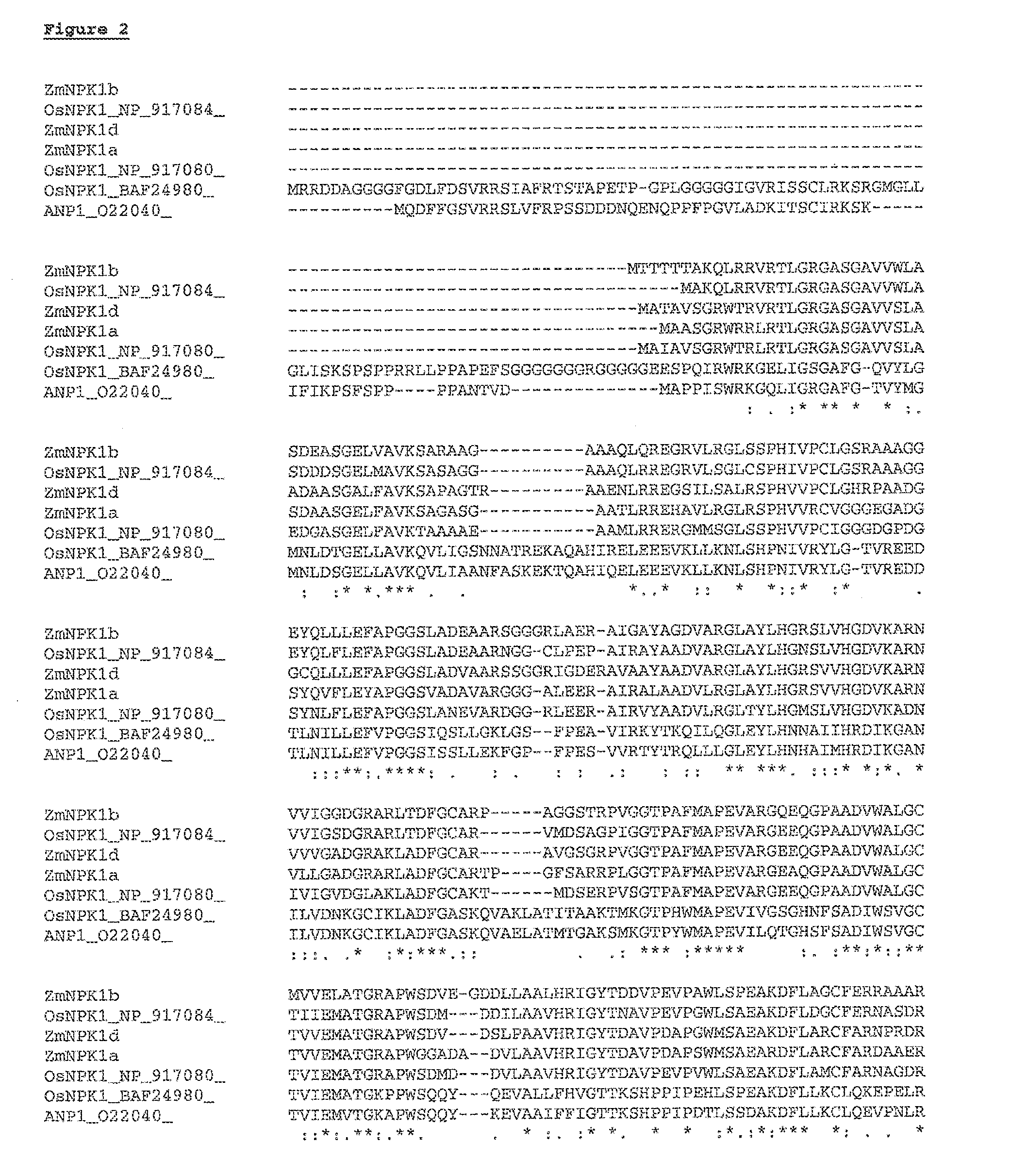 Compositions and Methods of Use of Mitogen-Activated Protein Kinase Kinase Kinase