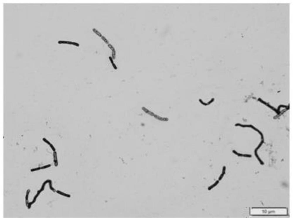 Bacillus py-3 and its agent and application
