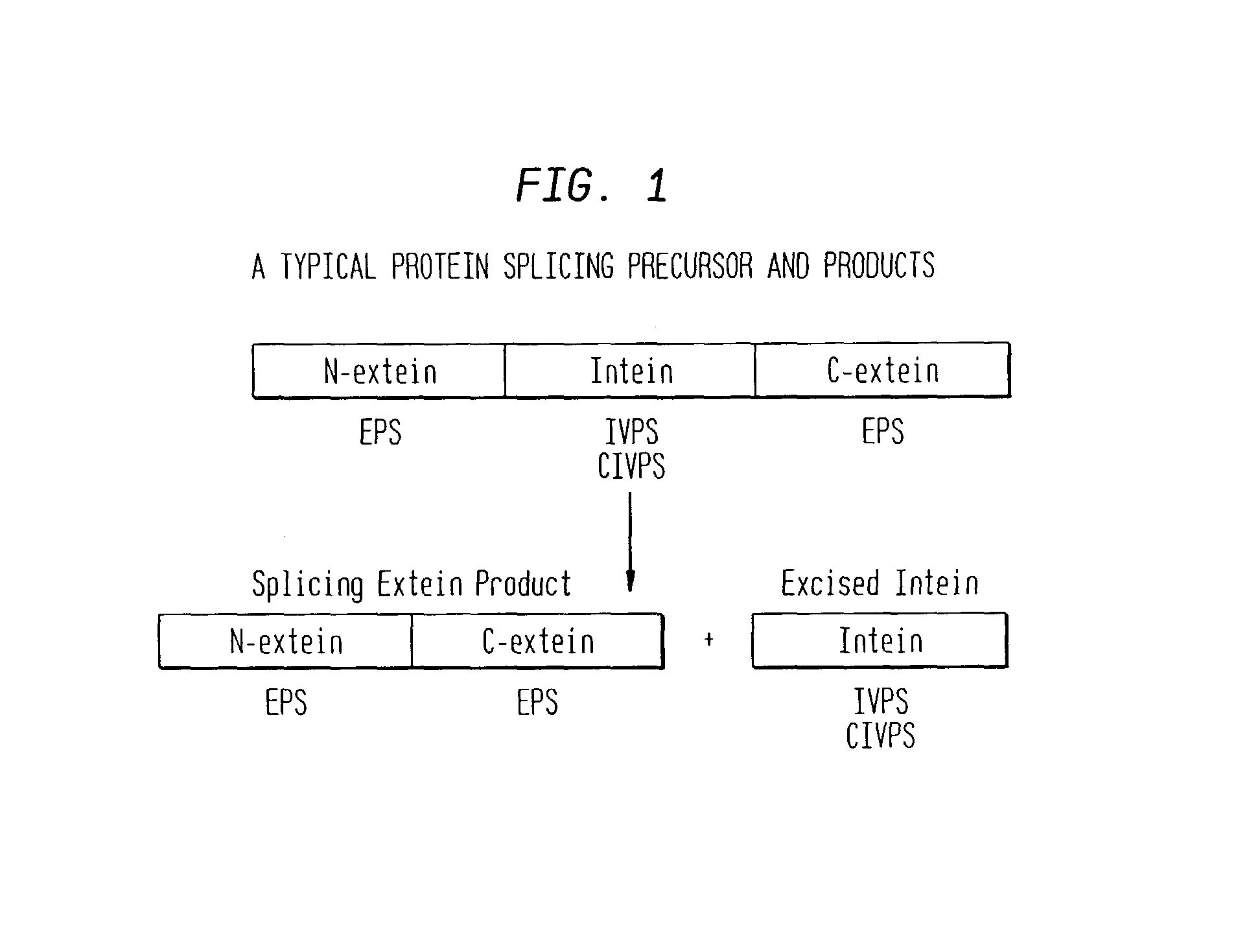 Screening and use of agents which block or activate intein splicing utilizing natural or homologous exteins