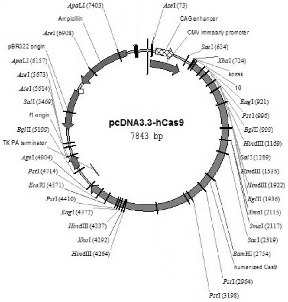 Method and composition for building HBV transgenic mouse model, and applications of HBV transgenic mouse model