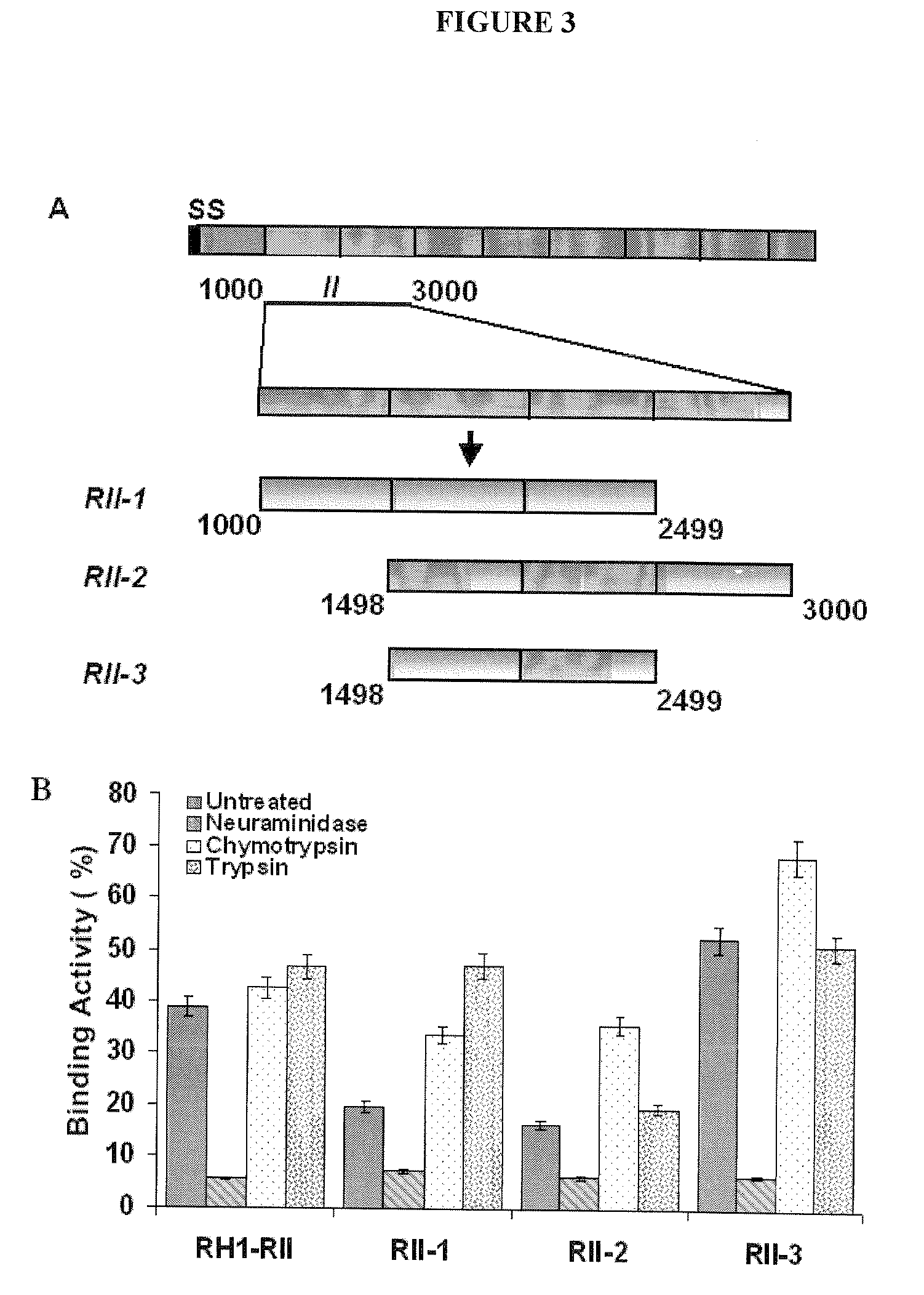 Binding domain of Plasmodium reticulocyte binding proteins