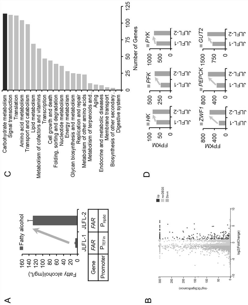 Synergistic application of sugar metabolism and lipid metabolism to enhance the yield of fatty acid derivatives synthesized by Yarrowia lipolytica