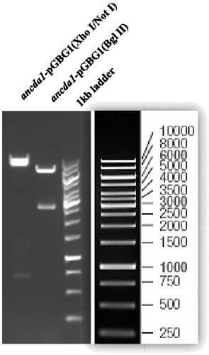 Aspergillus nidulans chitin deacetylase, and preparation method and application thereof