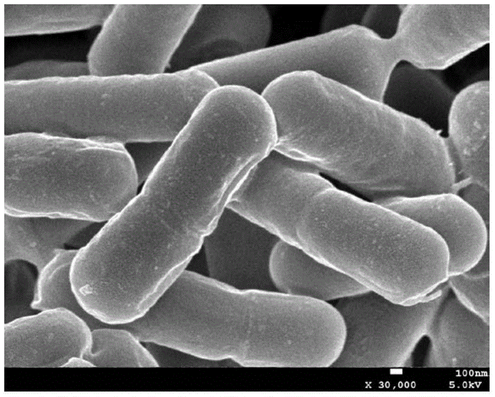 A kind of Brevibacterium prickly ash and its screening and purification method and application