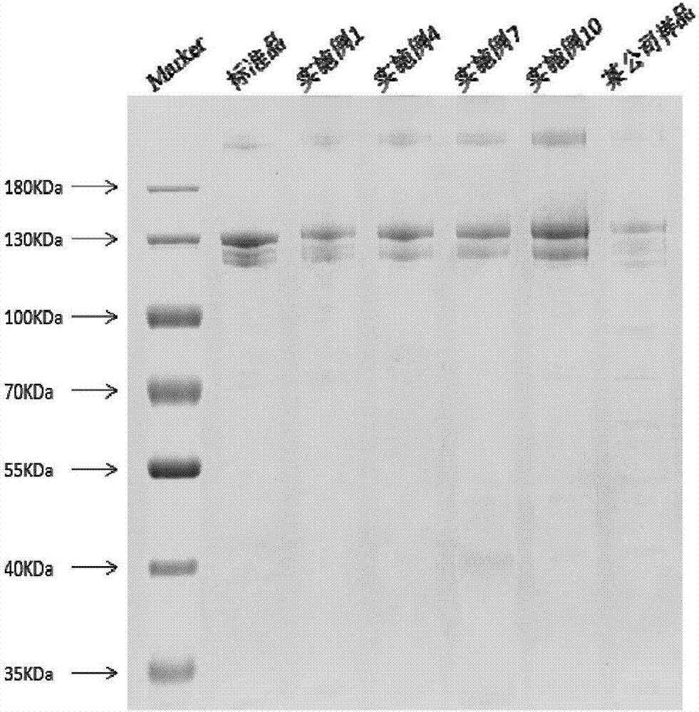 Method for impinging stream assisted extraction of collagen