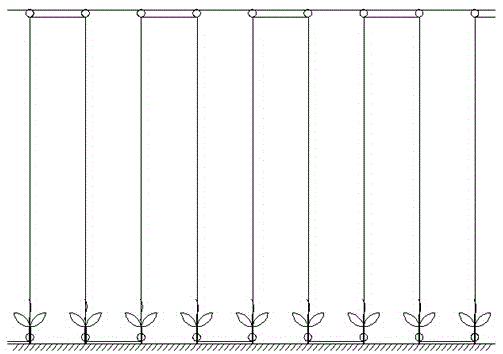 Vine guiding method for vine cowpea