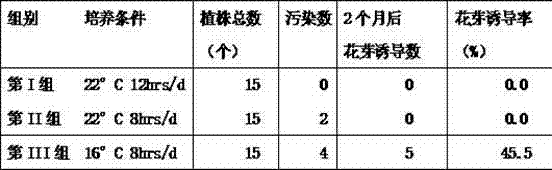 A kind of preparation method of pink flower longevity flower test tube flower