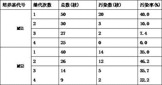 A kind of preparation method of pink flower longevity flower test tube flower