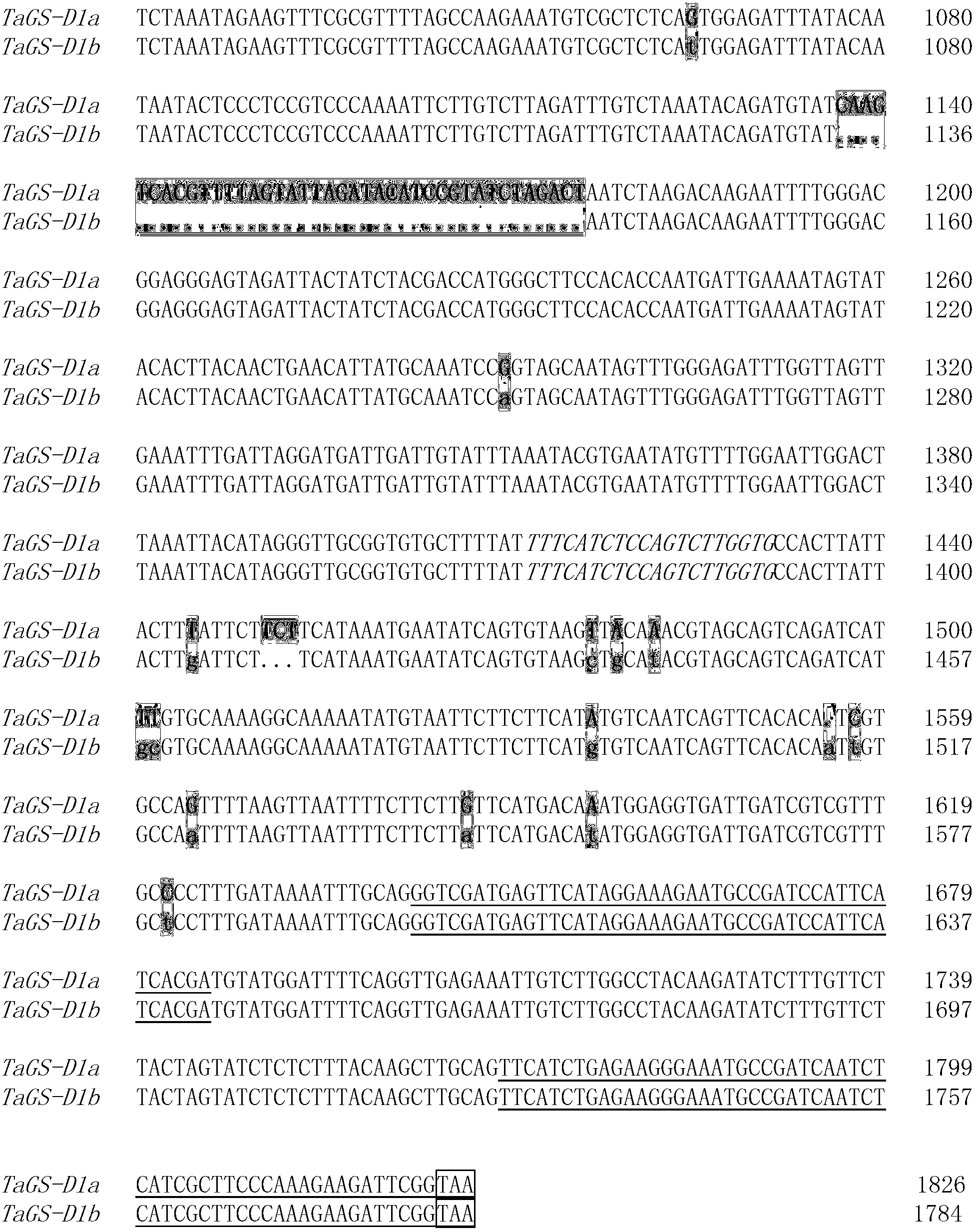 Primer pair for assaying thousand-grain weight of wheat and related molecular marker