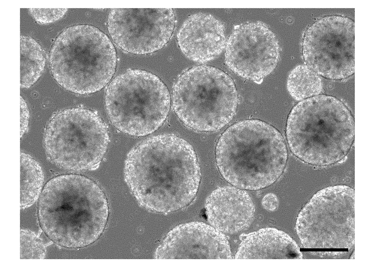 Method for culturing pluripotent stem cells