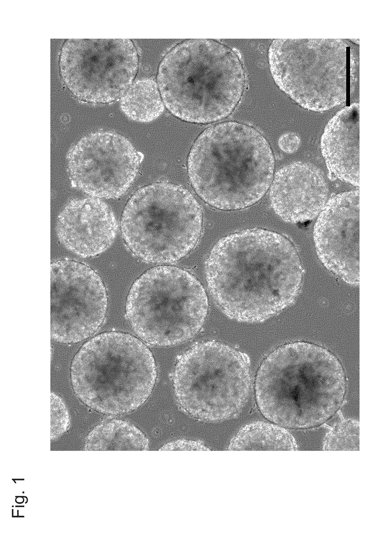 Method for culturing pluripotent stem cells