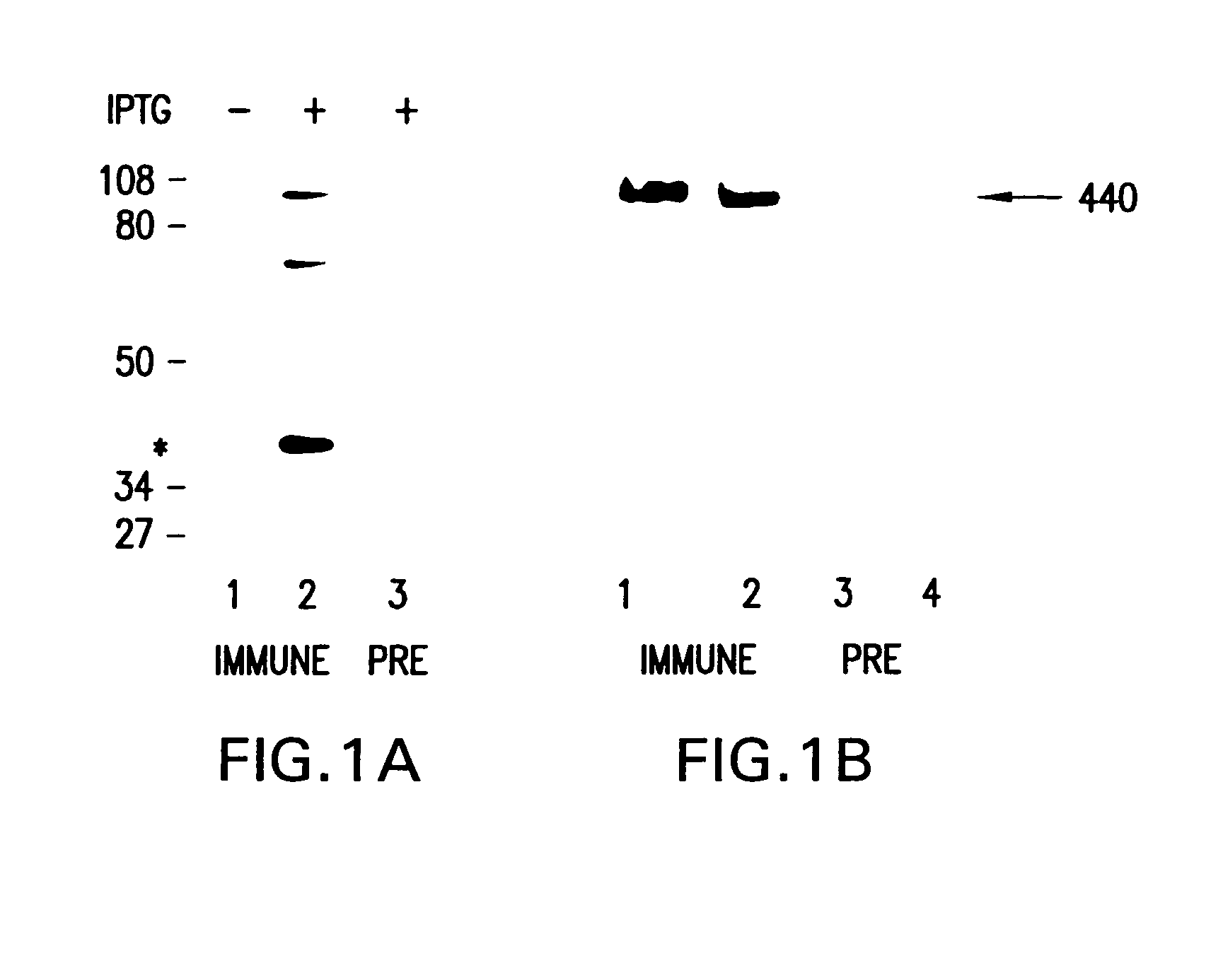 Screening methods for compounds useful in the treatment of polycystic kidney disease