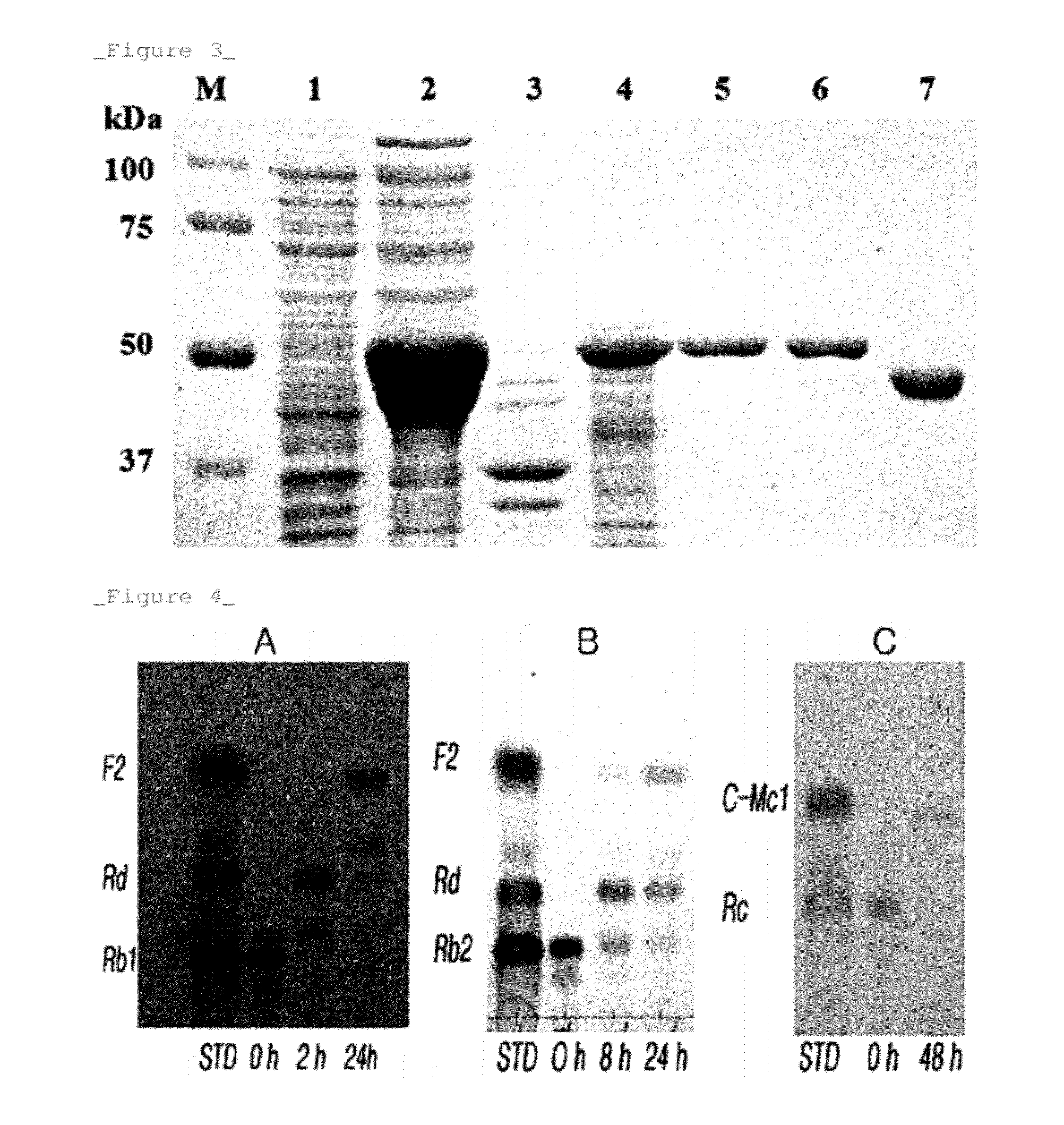 Rhodanobacter Ginsenosidimutans KCTC22231T-Derived Ginsenoside Glycosidase, and Use Thereof