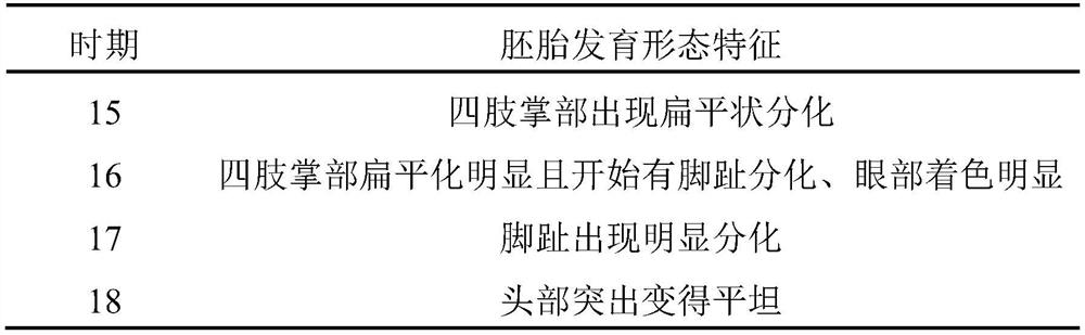 Short-period efficient all-male pelodiscus sinensis fry breeding method