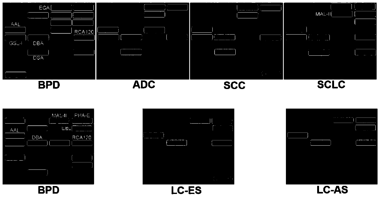 Application of specific lectin in preparation of test tool for identifying lung cancer and device