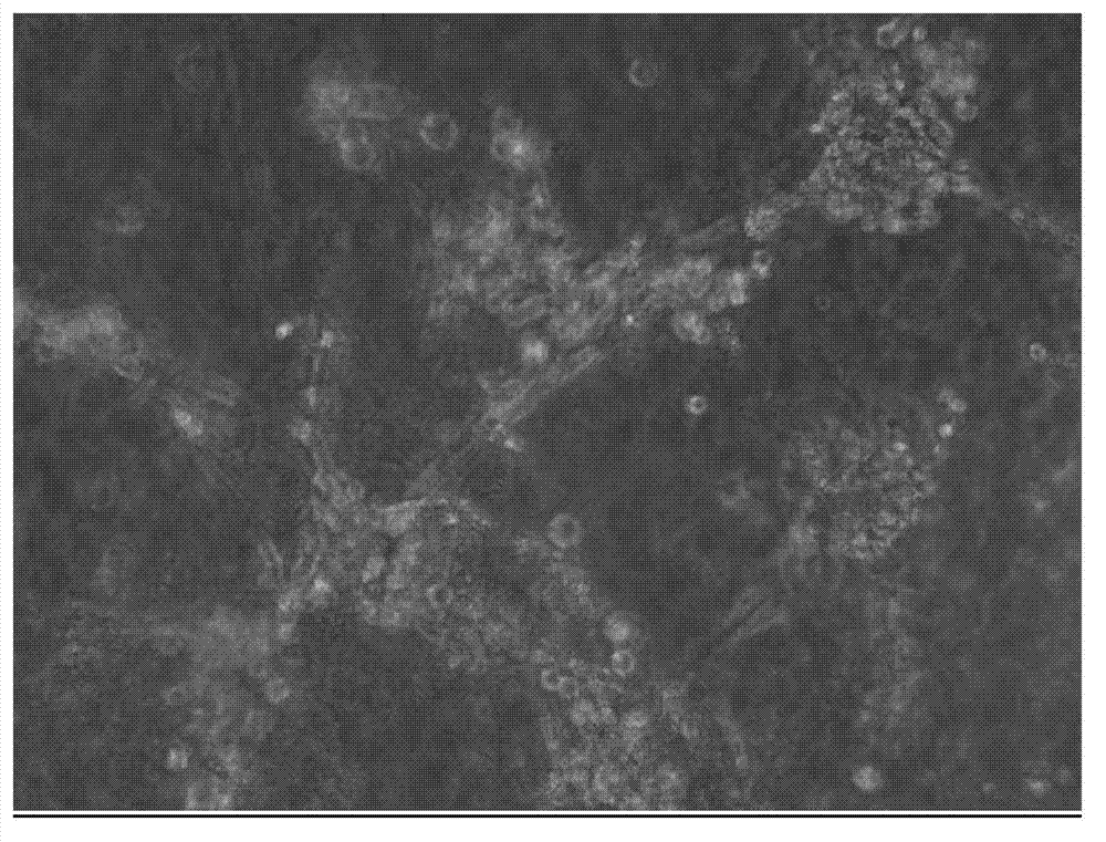 Biological gel membrane for cell culture as well as preparation method and application thereof