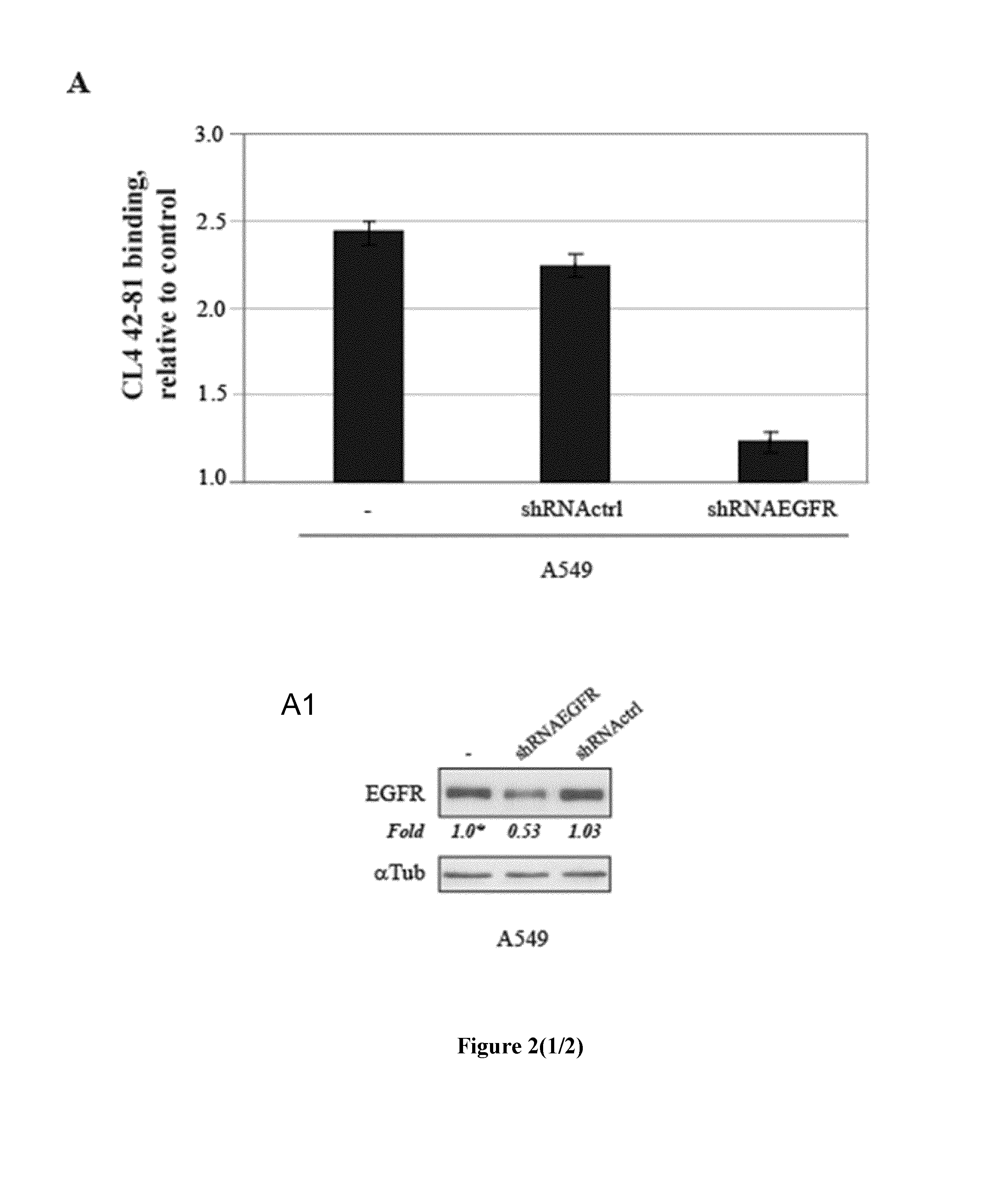 EGFR aptamer inhibitor for use in therapy and diagnosis