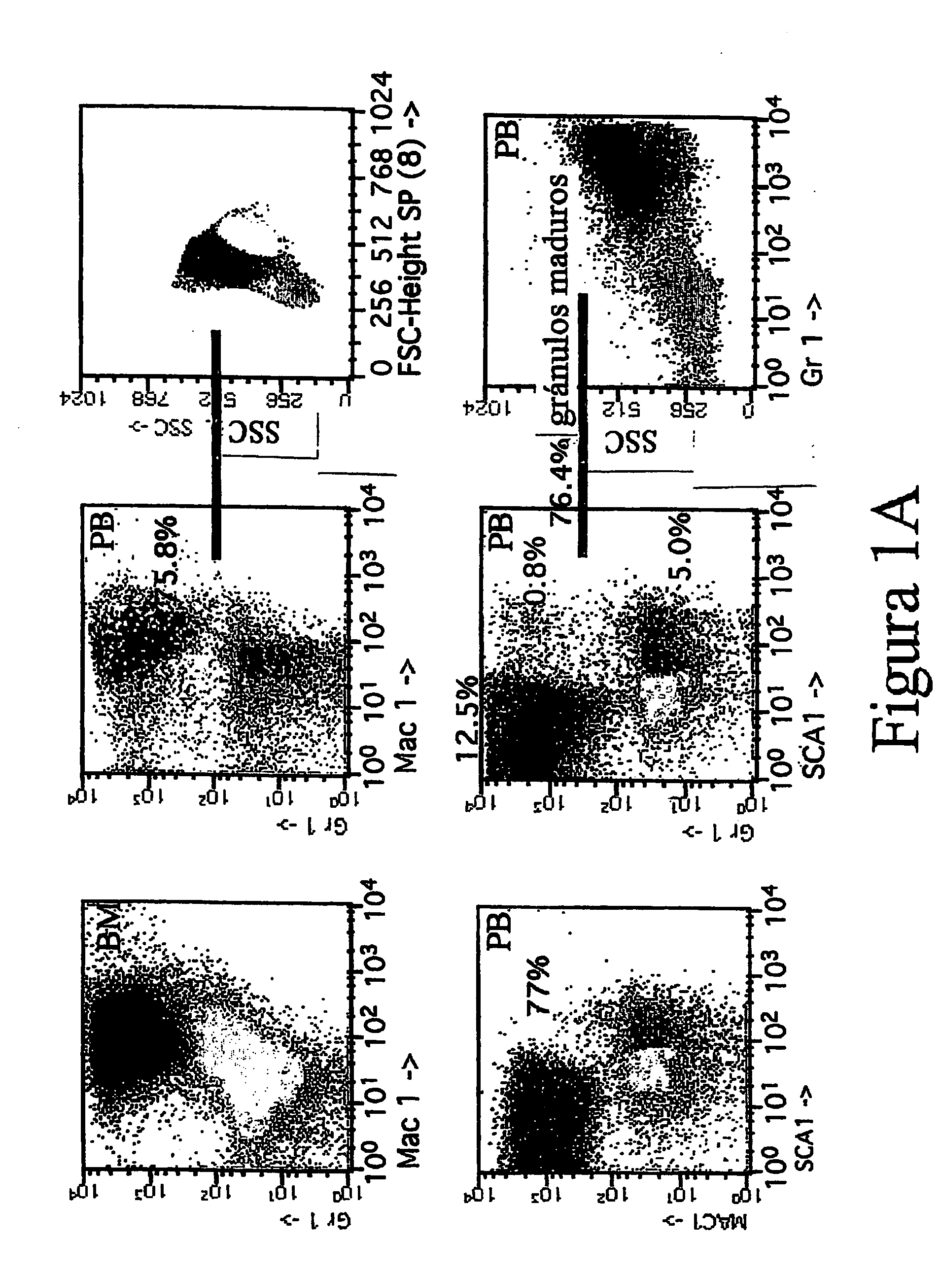 Non-human transgenic mammals used as models for human pathologies originating from stem cells