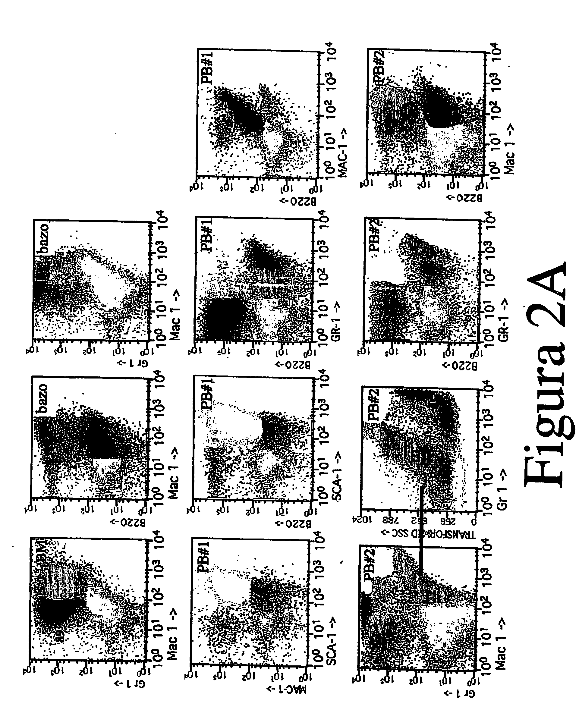 Non-human transgenic mammals used as models for human pathologies originating from stem cells