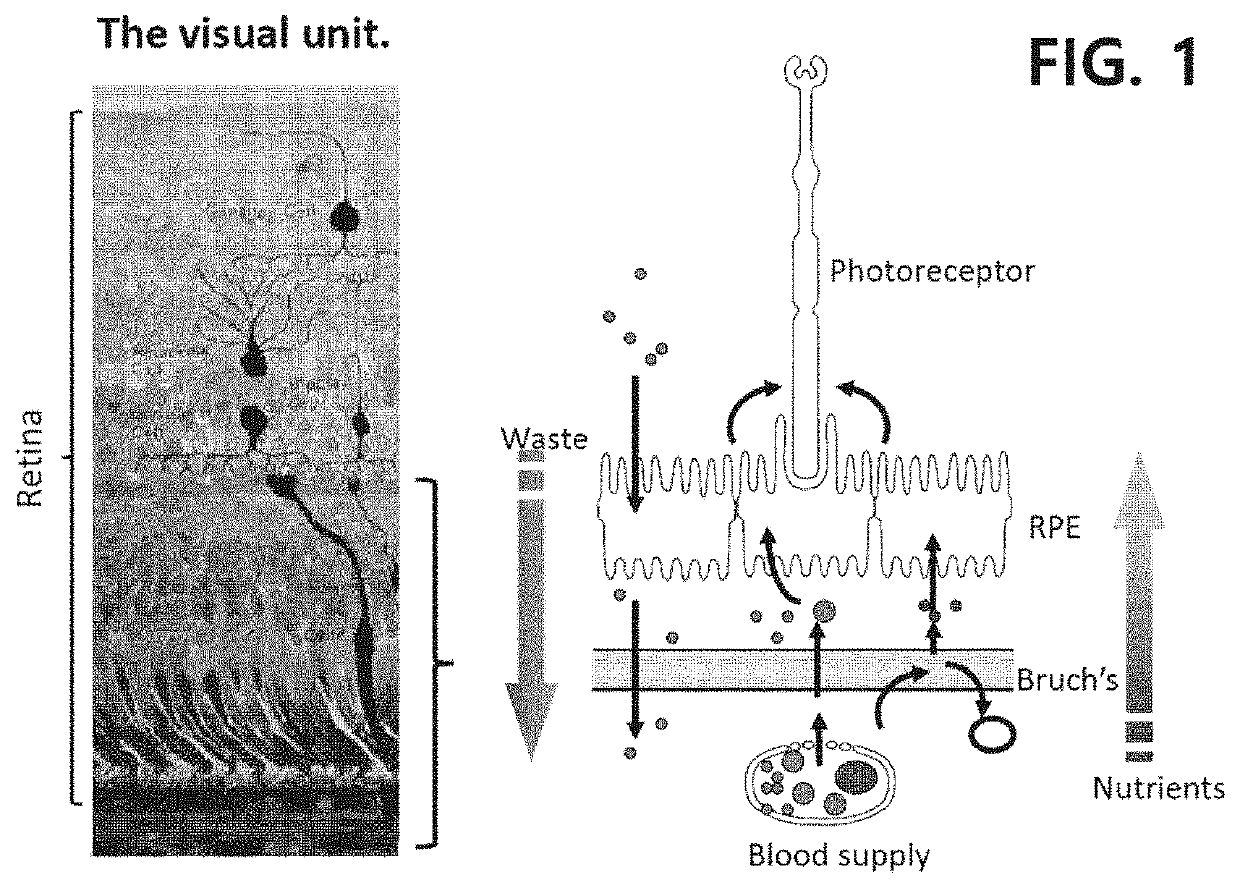 Composition comprising composite extract from ginseng/red ginseng and sea cucumber as effective ingredietn for preventing or treating bruch's membrane hypofunction-related disease