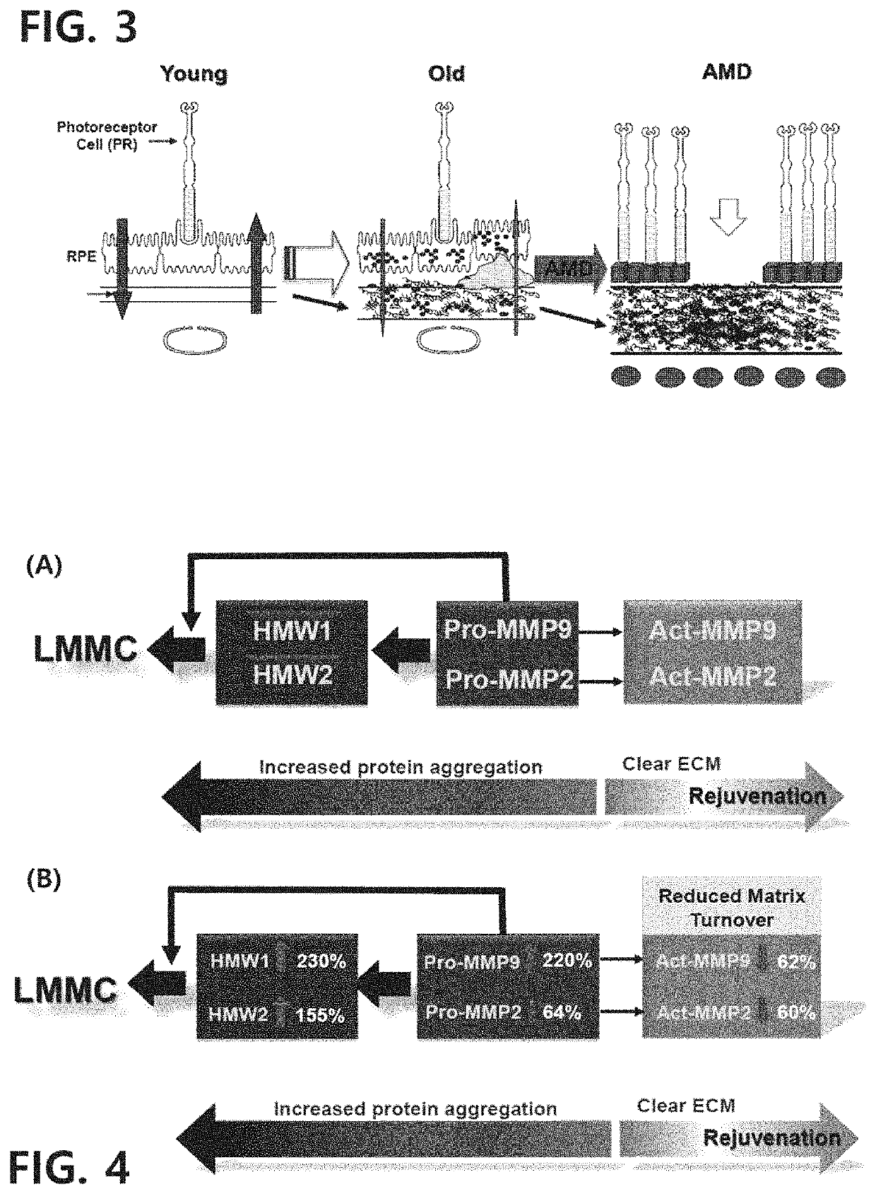 Composition comprising composite extract from ginseng/red ginseng and sea cucumber as effective ingredietn for preventing or treating bruch's membrane hypofunction-related disease