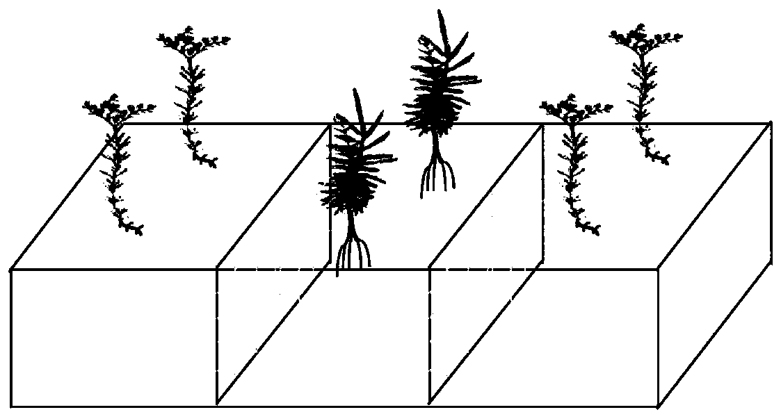 Method for repairing arsenic-cadmium-lead composite contaminated soil by oxalic acid reinforced ciliate desert-grass-sedum alfredii hance intercropping