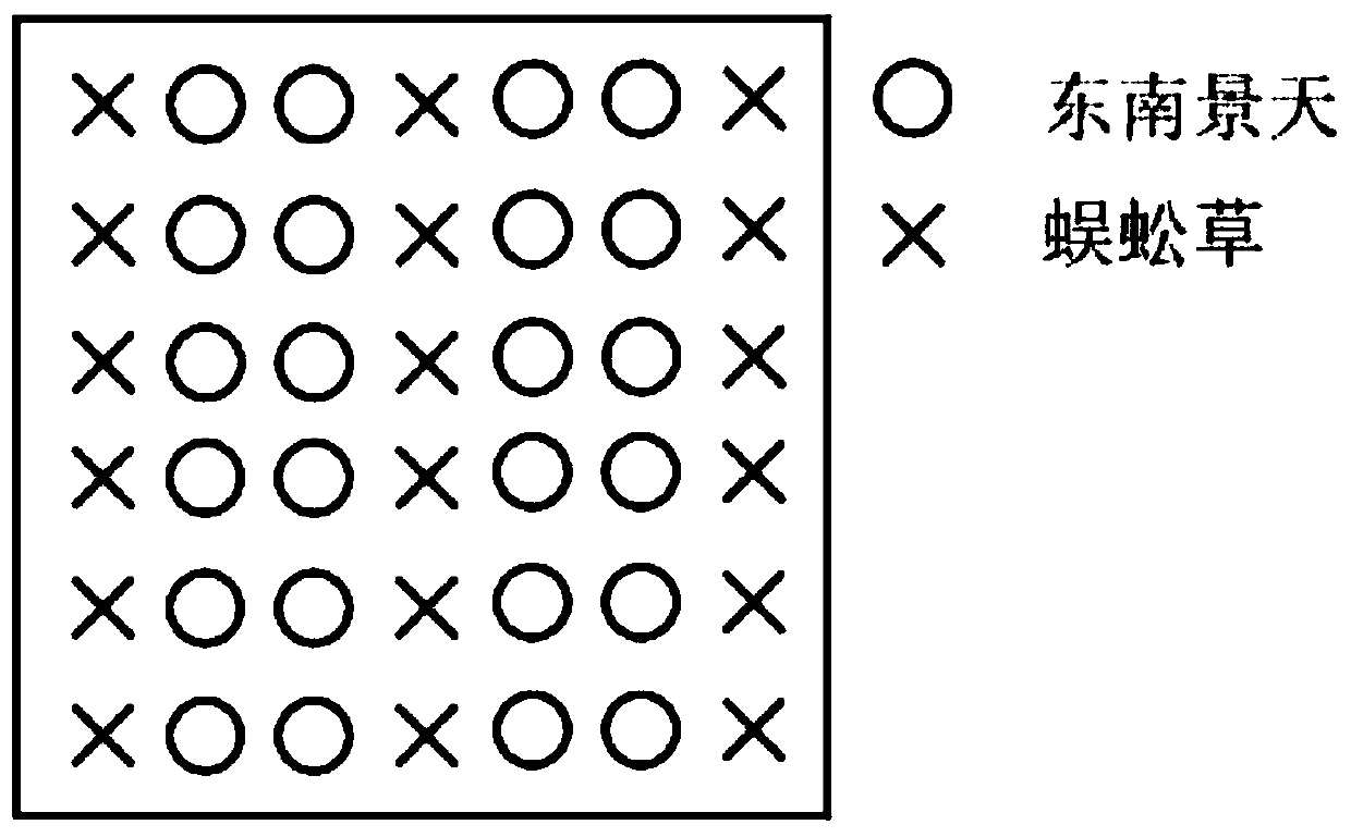 Method for repairing arsenic-cadmium-lead composite contaminated soil by oxalic acid reinforced ciliate desert-grass-sedum alfredii hance intercropping