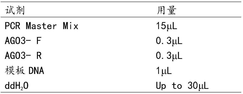 Molecular marker of ago3 gene related to chicken body weight and abdominal fat weight and its application