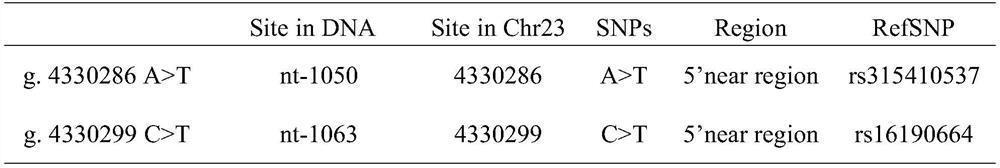 Molecular marker of ago3 gene related to chicken body weight and abdominal fat weight and its application