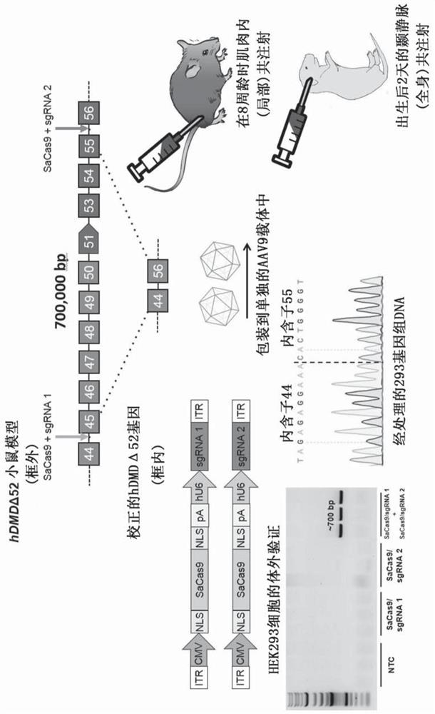 Aav vector-mediated deletion of large mutational hotspot for treatment of duchenne muscular dystrophy