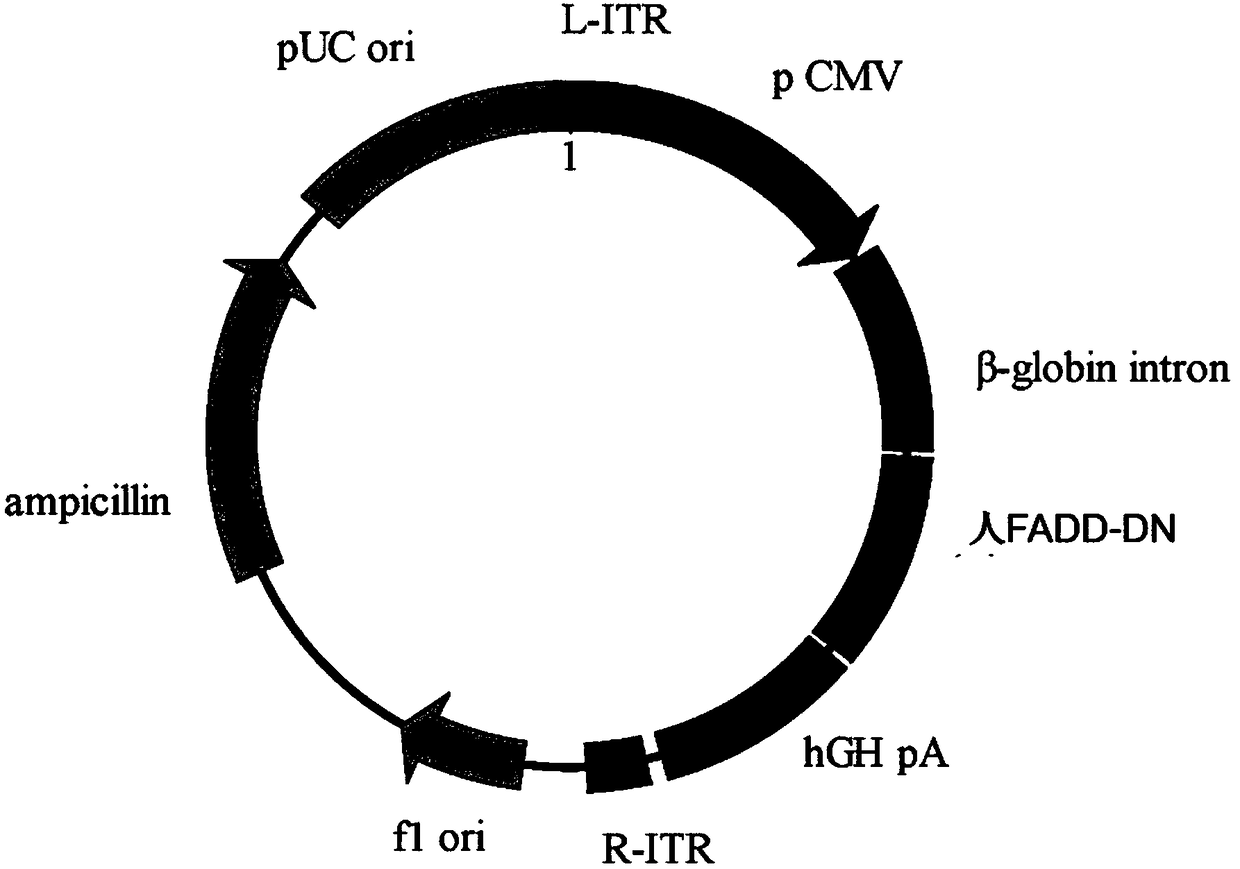 Gene vector and gene therapy drug for treating retina ganglion cell denaturation