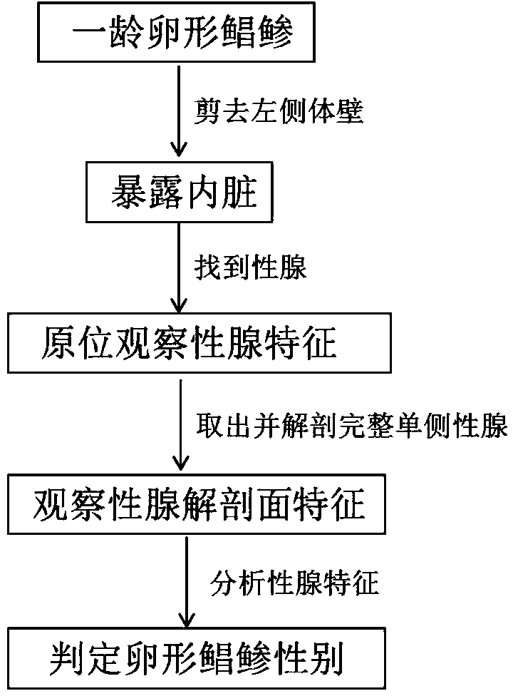 Method for judging sex of trachinotus ovatus at early stage