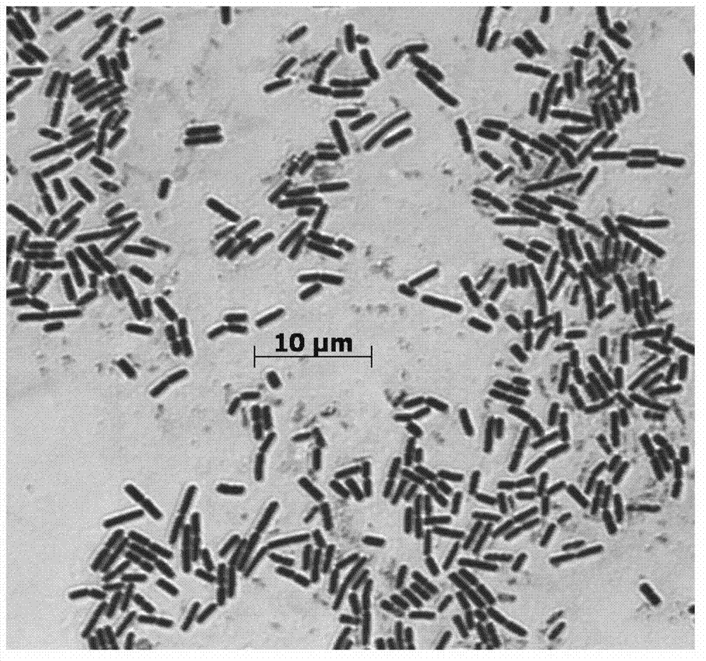 Bacillus amyloliquefaciens and its application