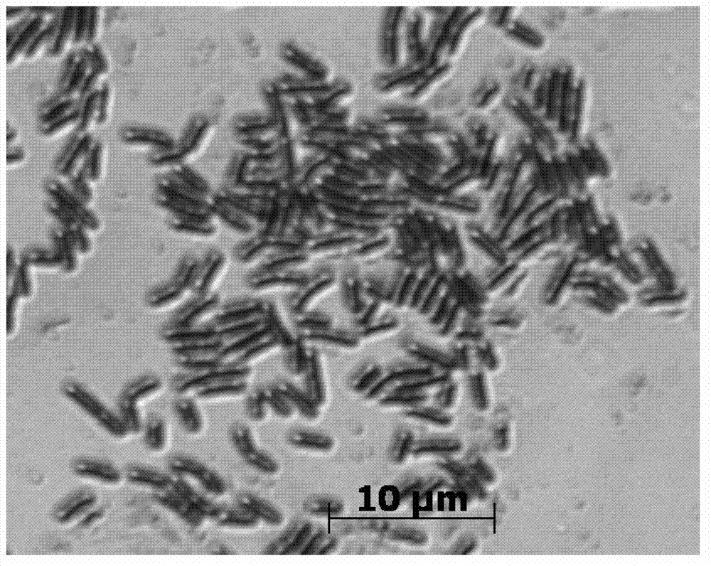 Bacillus amyloliquefaciens and its application