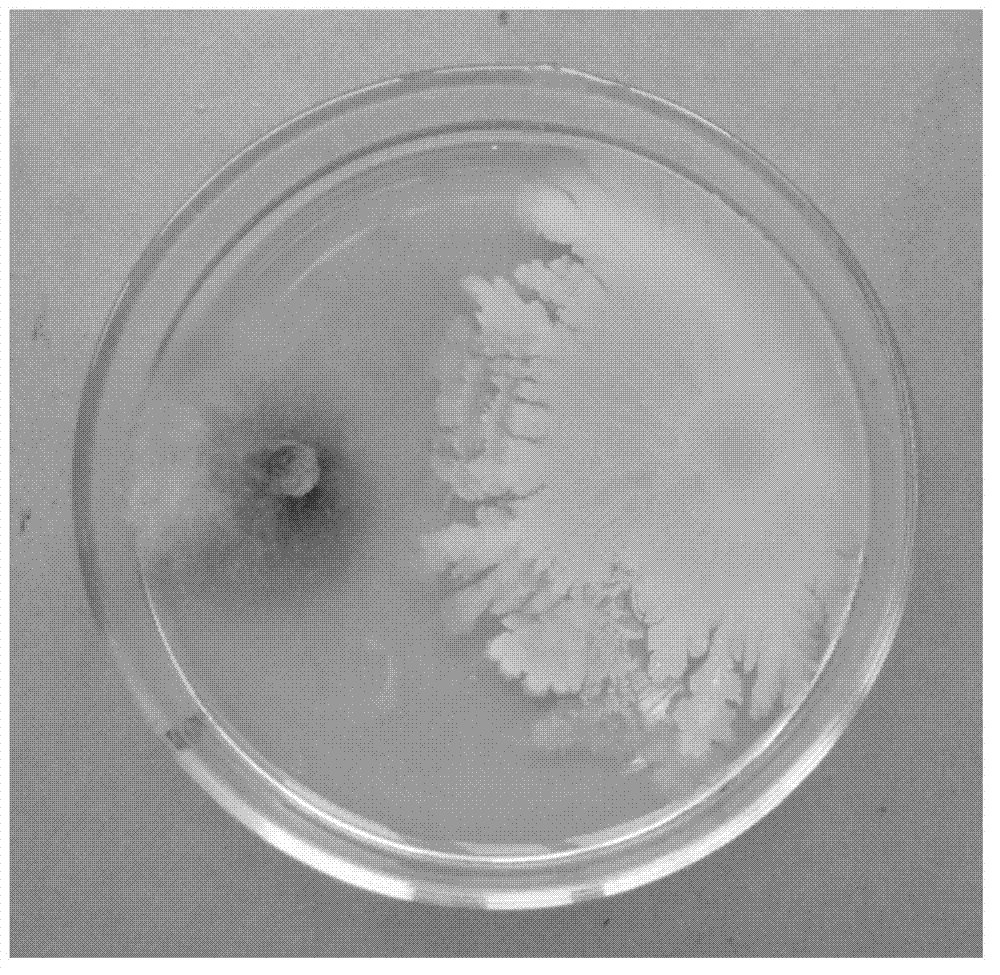 Bacillus amyloliquefaciens and its application