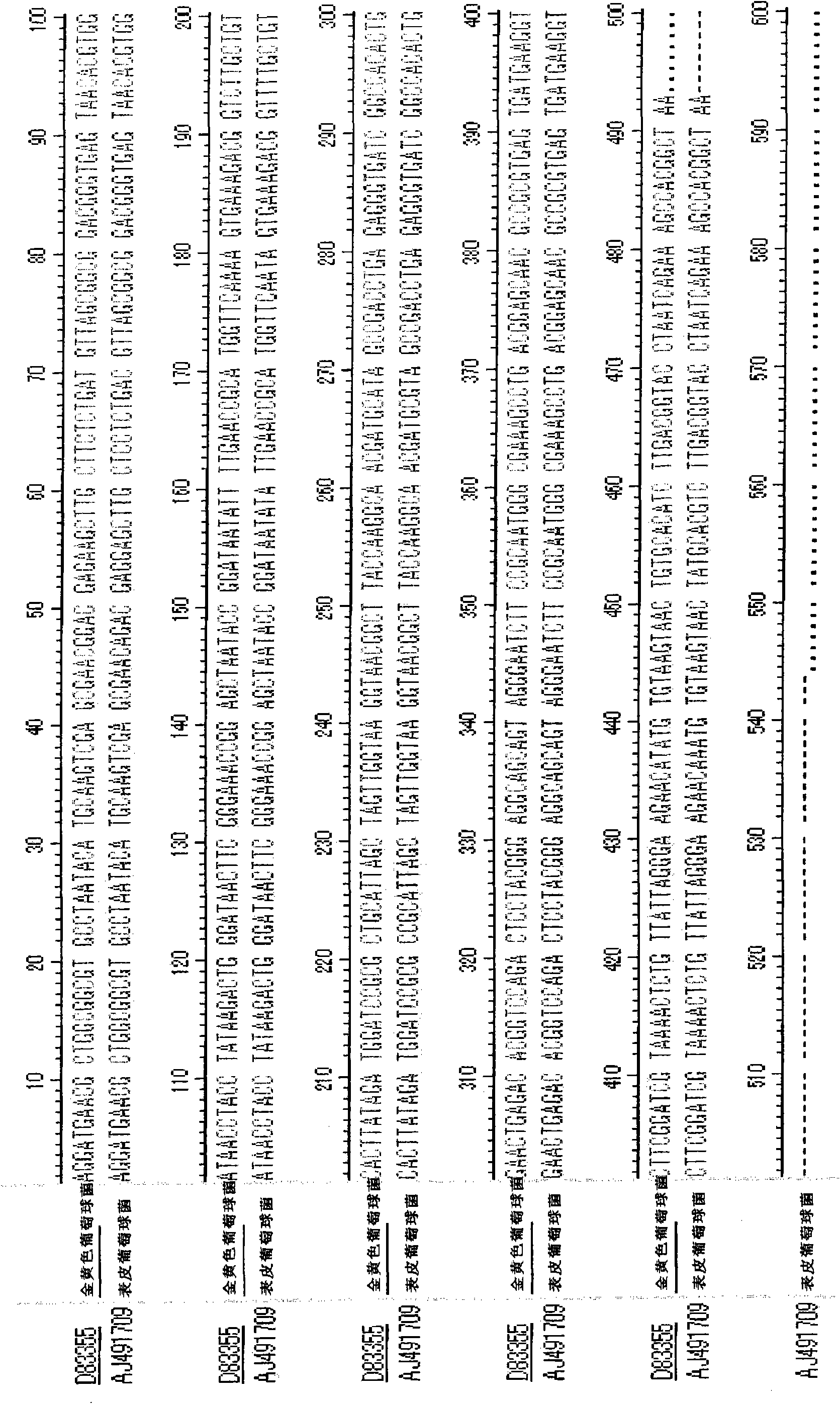 Detection of bacterium by utilizing dnaj gene and use thereof