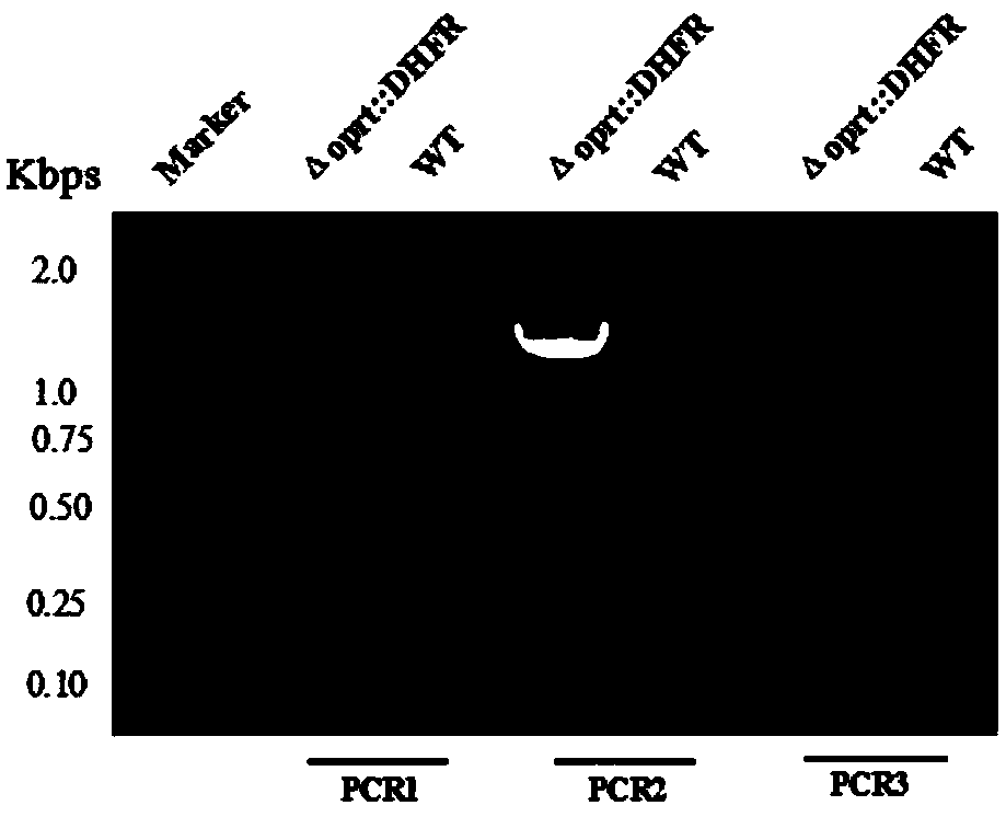 Toxoplasma gondii attenuated live vaccine with deficiency of OPRT and LDH1 genes and preparation method of toxoplasma gondii attenuated live vaccine