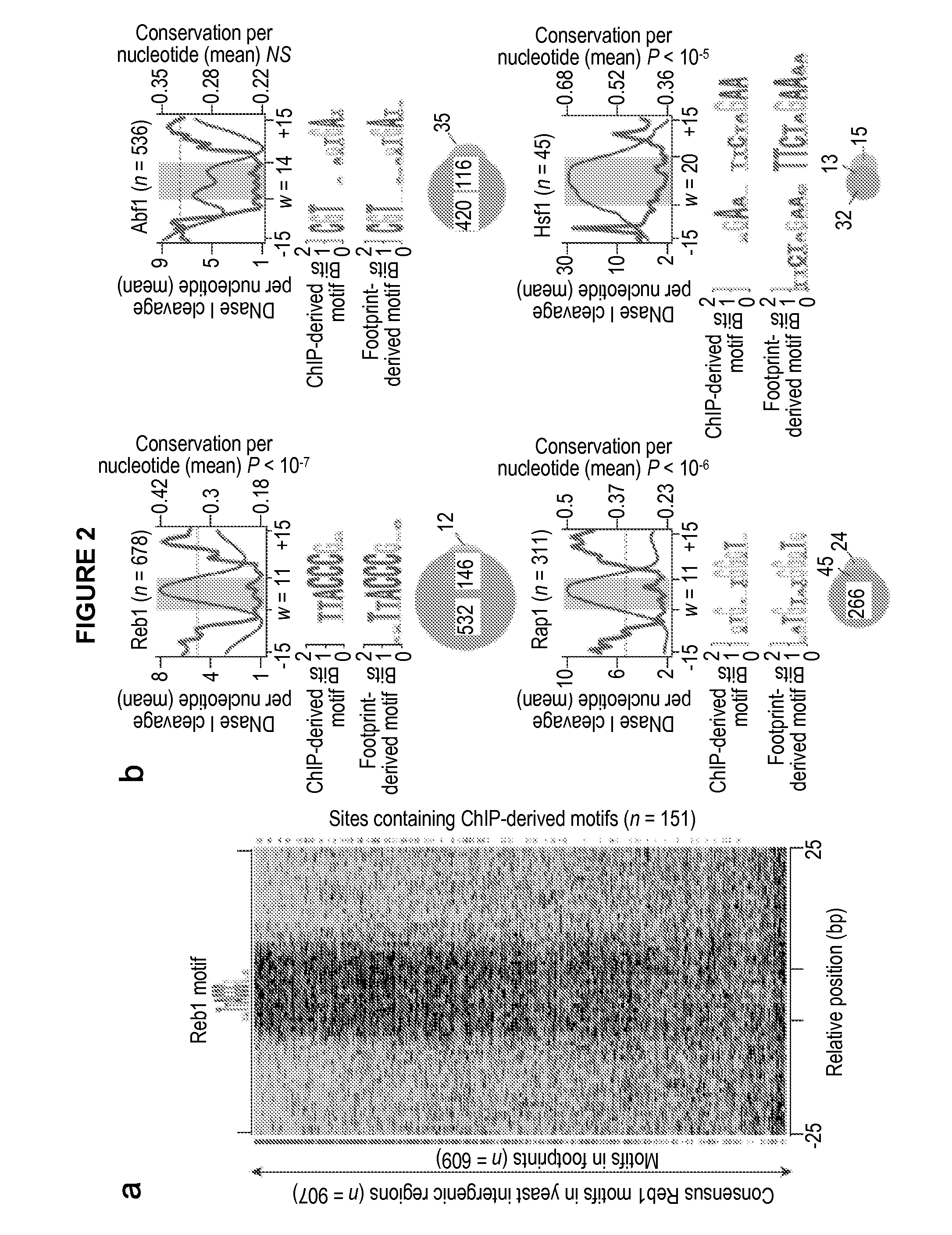 Global mapping of protein-dna interaction by digital genomic footprinting