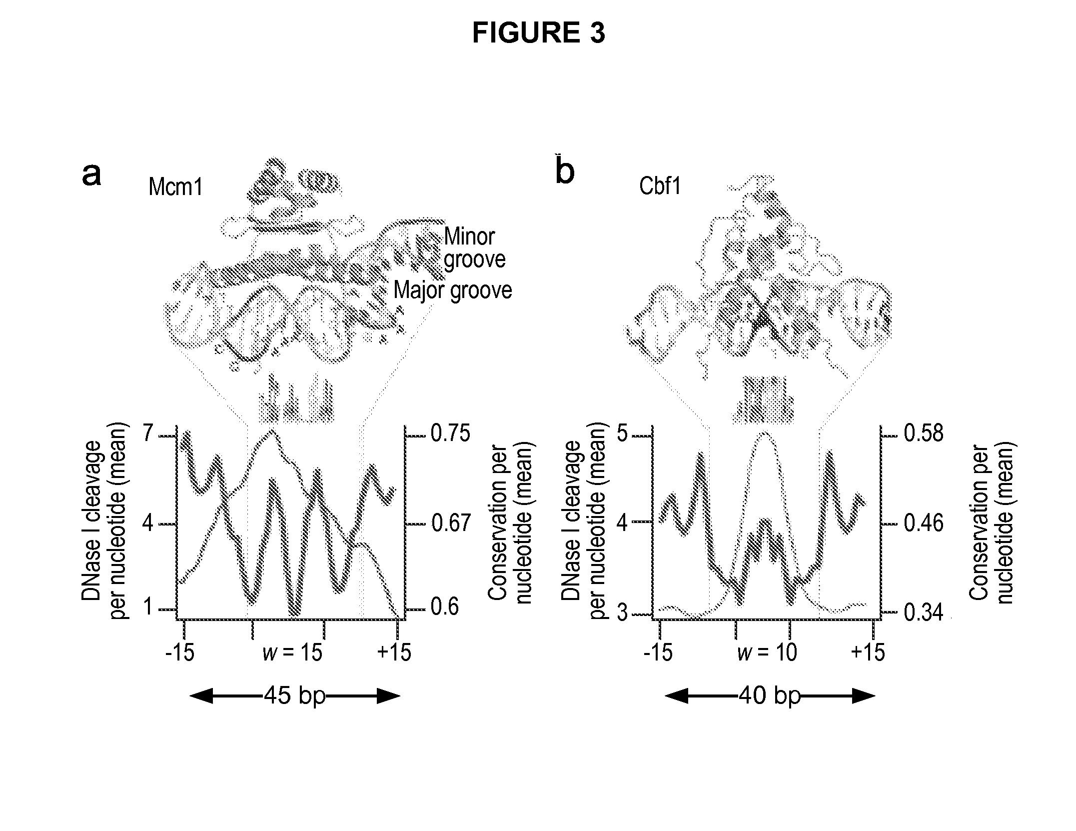 Global mapping of protein-dna interaction by digital genomic footprinting