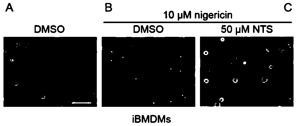 Application of dehydronitrosonisoldipine in preparing of drugs for sepsis prevention and treatment