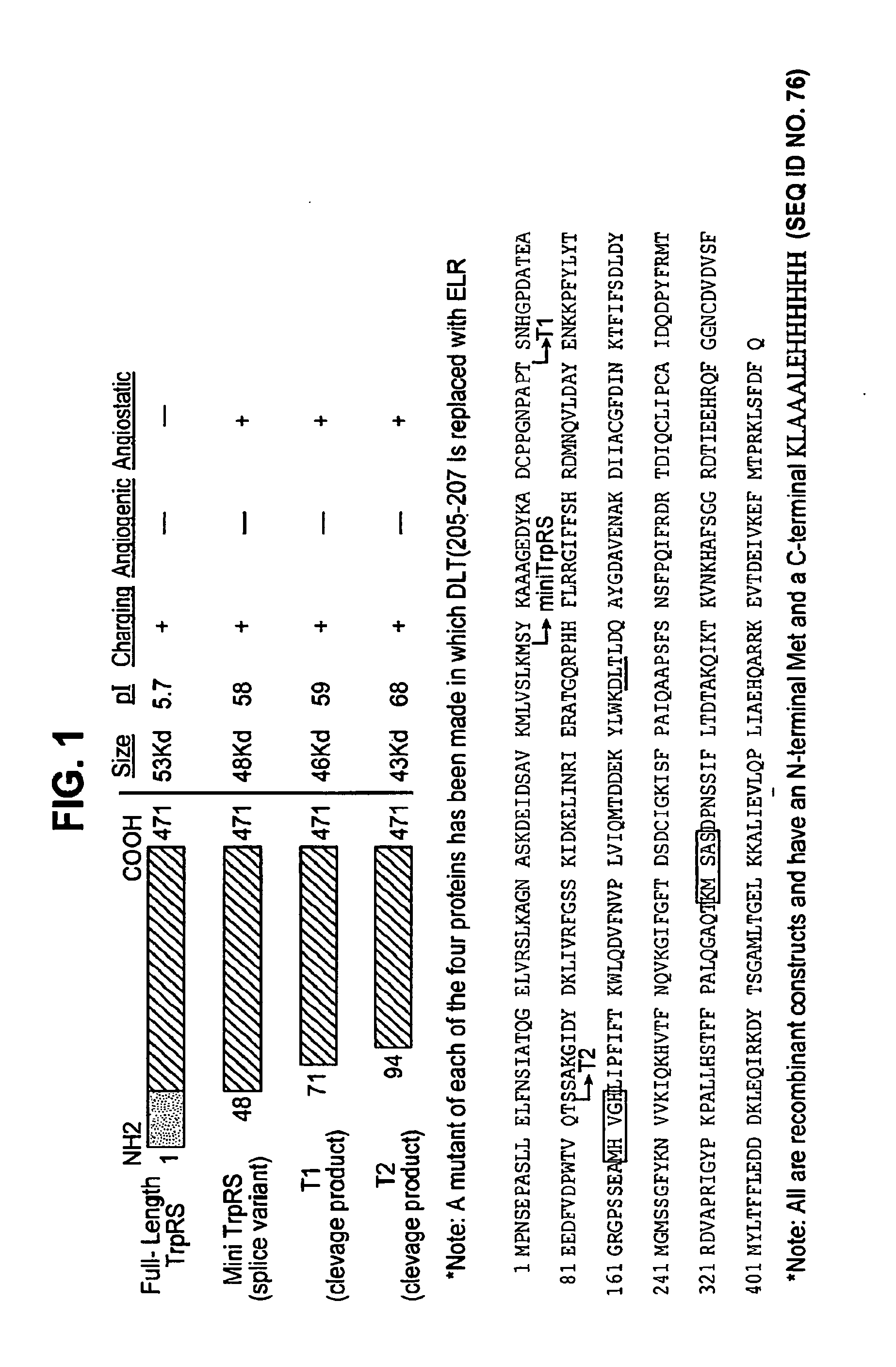 tRNA synthetase fragments