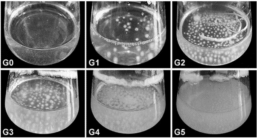 High-quality preservation method for cordyceps militaris strain