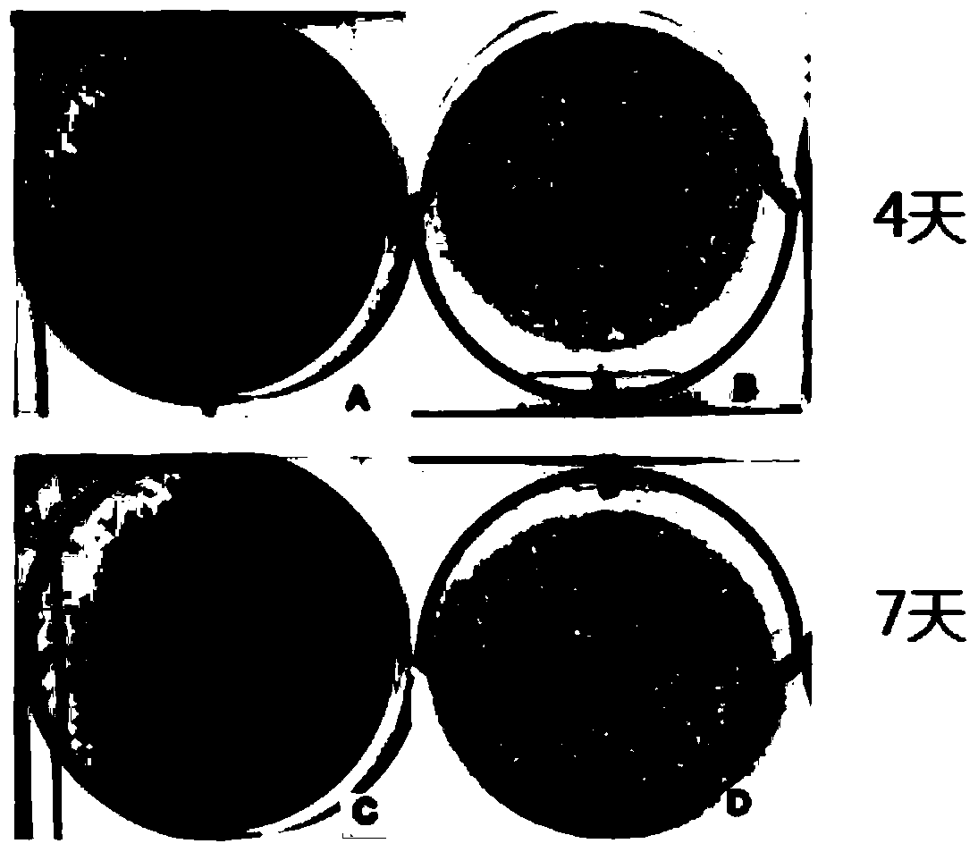 Magnesium-copper coating for bone implant and preparation method thereof