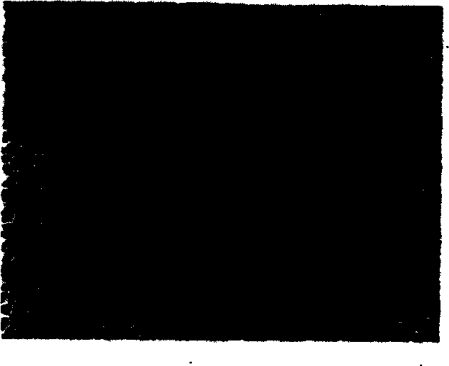 Method for preparing corneal epithelium form epidermis stem cell through fabrication of tissue engineering, and application