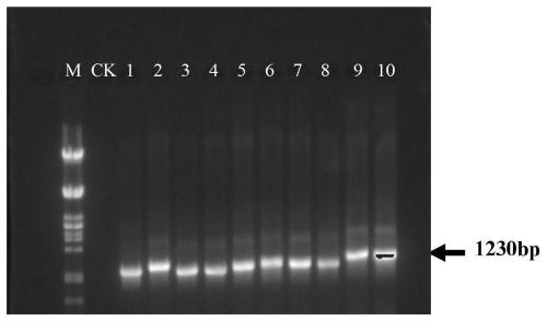 Method for improving insect resistance of plan and plant expression vector