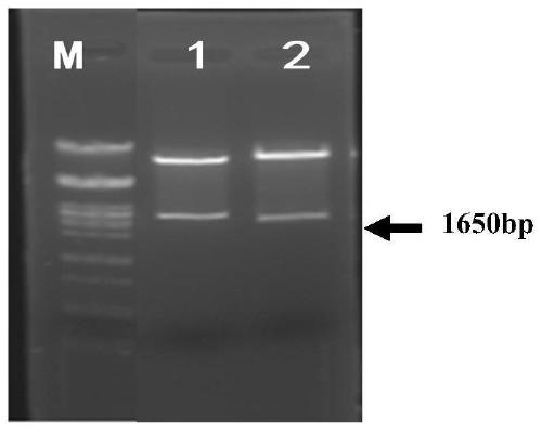 Method for improving insect resistance of plan and plant expression vector